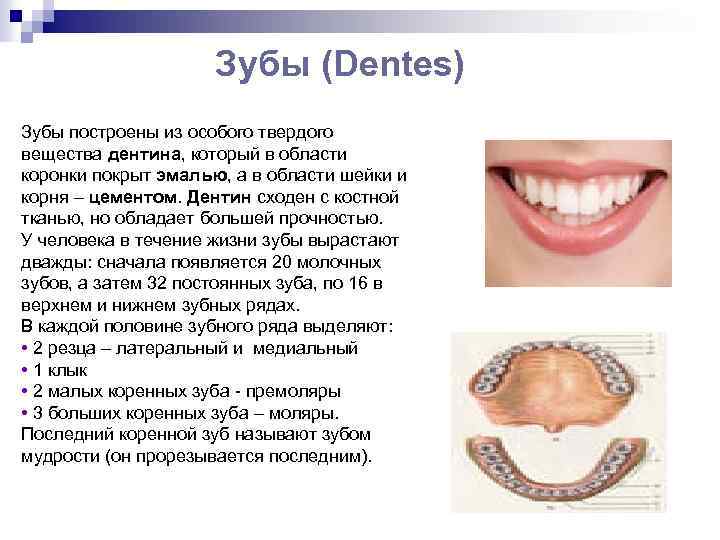 Зубы (Dentes) Зубы построены из особого твердого вещества дентина, который в области коронки покрыт