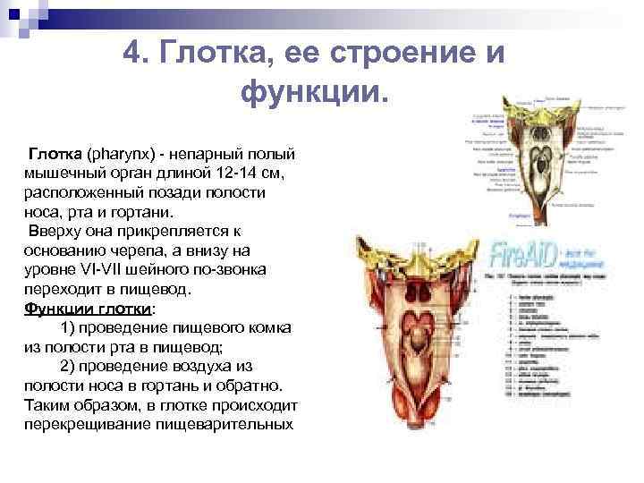 Строение глотки 8 класс