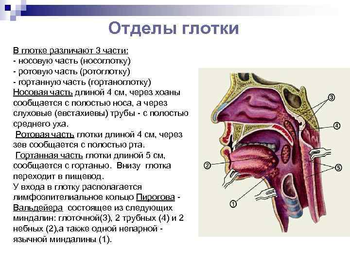 Строение ротоглотки картинка