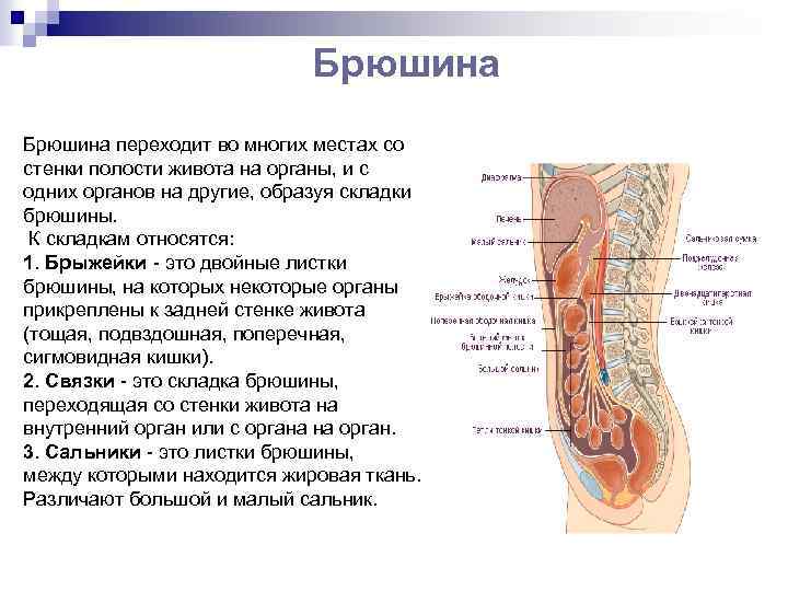 Прямая кишка отношение к брюшине