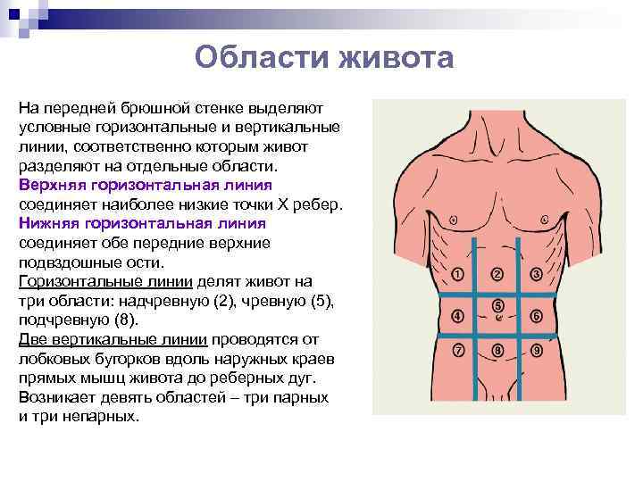 Квадранты живота схема