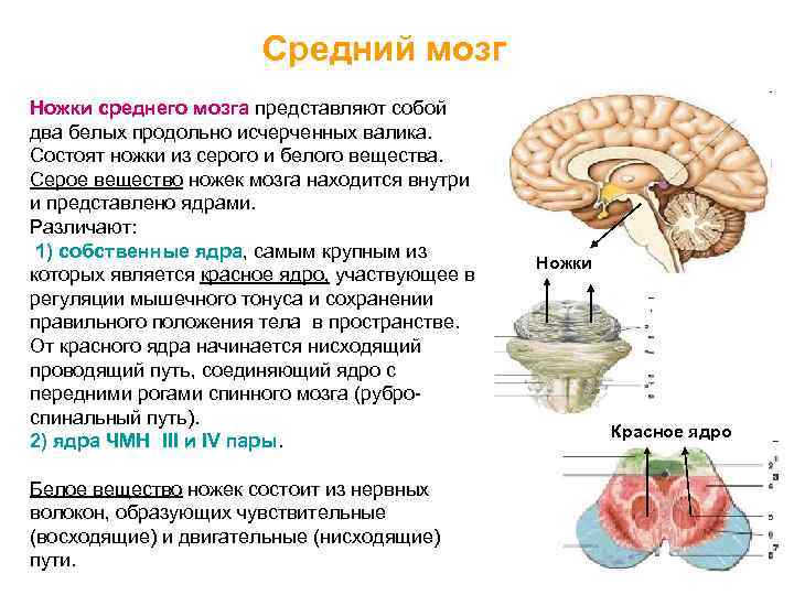 Функции среднего мозга 8 класс биология