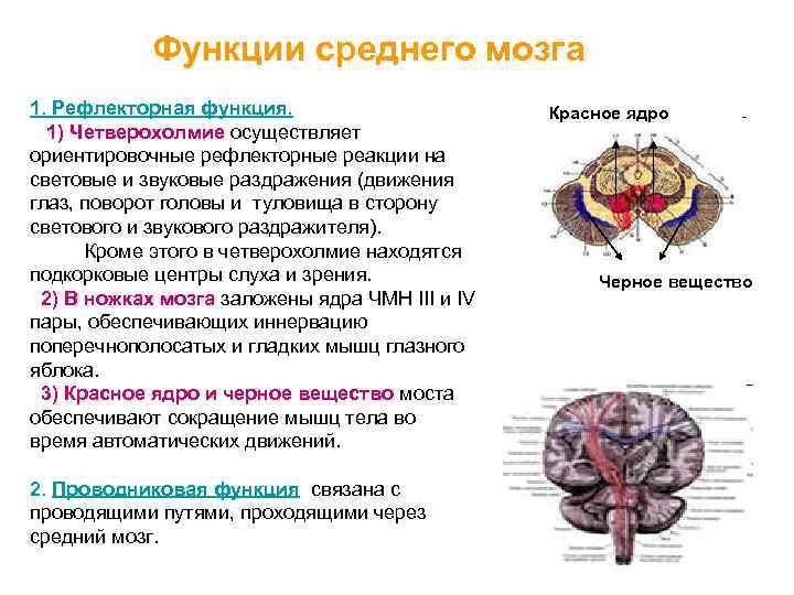 Рефлекторные центры головного мозга. Функция верхних Бугров четверохолмия головного мозга. Функции четверохолмия головного мозга. Основные ядра среднего мозга и их функции. Средний мозг структура и функции.
