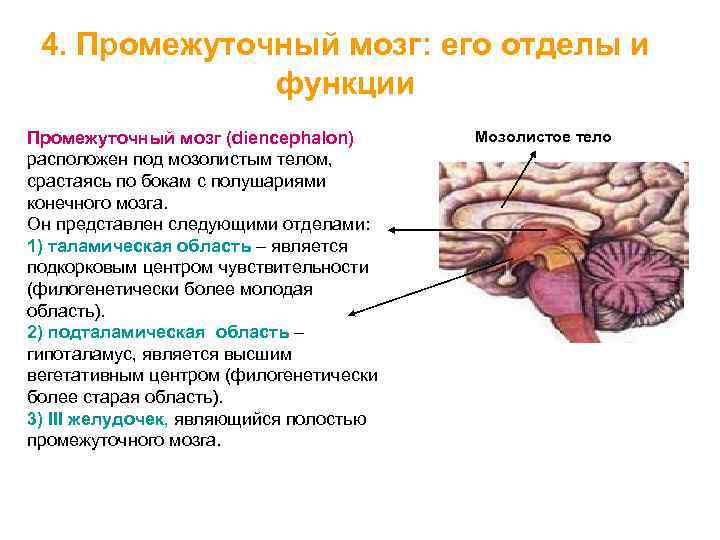 Функция промежуточного мозга дыхание температура тела