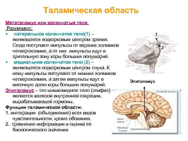 Коленчатые тела мозга