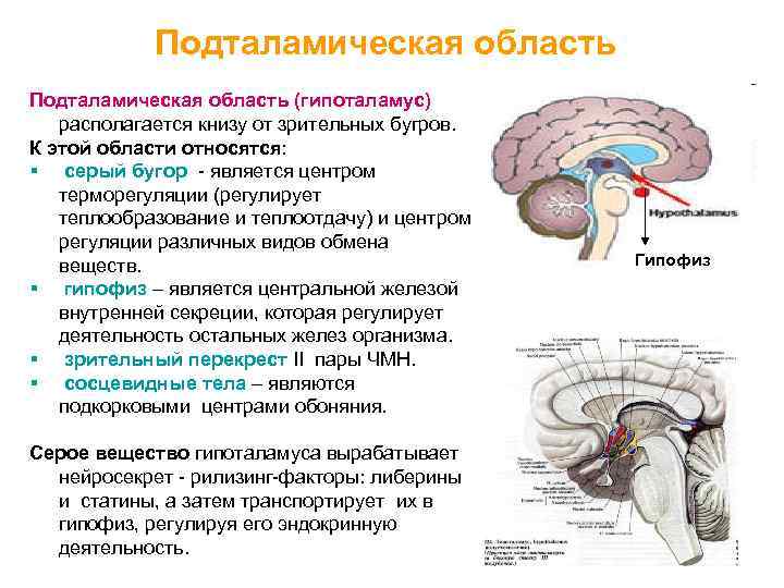 Статины гипоталамуса