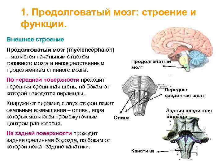 Какое строение имеет продолговатый мозг. Продолговатый мозг, его структура и функции. Таблица продолговатый мозг отделы строение функции. Продолговатый мозг строение и место расположения. Строение продолговатого мозга кратко.
