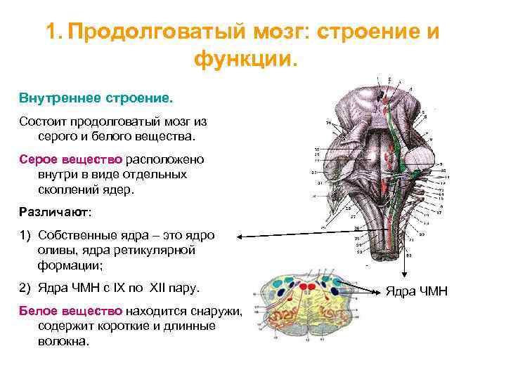 Ядра черепных нервов продолговатого мозга. Продолговатый мозг строение и функции. Продолговатый мозг внешнее и внутреннее строение. Продолговатый мозг его строение ядра и функции. Схема расположения ядер продолговатого мозга.