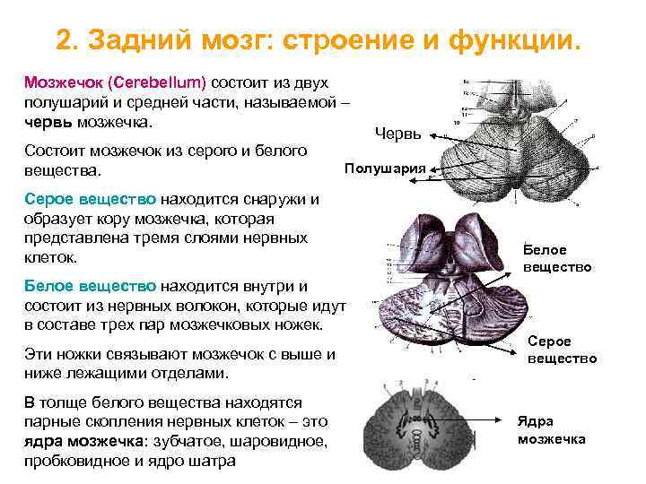 Функции мозжечка 8 класс