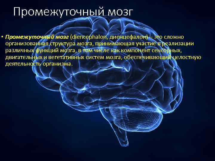 Промежуточный мозг • Промежуточный мозг (diencephalon, диенцефалон) – это сложно организованная структура мозга, принимающая