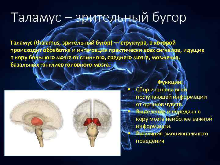 Таламус – зрительный бугор Таламус (thalamus, зрительный бугор) — структура, в которой происходит обработка