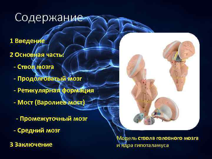 Ствол мозга презентация