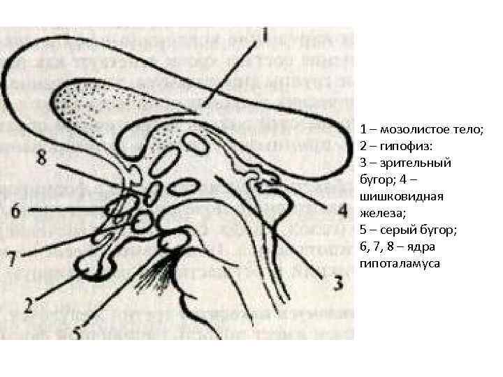 1 – мозолистое тело; 2 – гипофиз: 3 – зрительный бугор; 4 – шишковидная