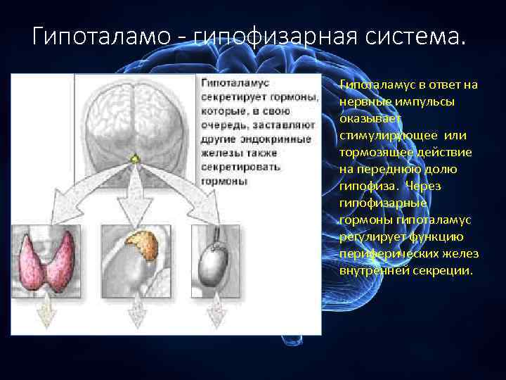 Гипоталамо гипофизарная система физиология презентация