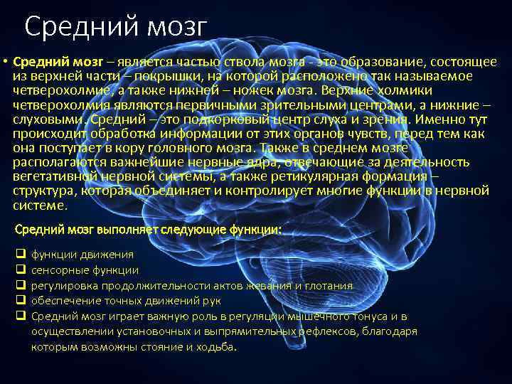 Средний мозг • Средний мозг – является частью ствола мозга - это образование, состоящее