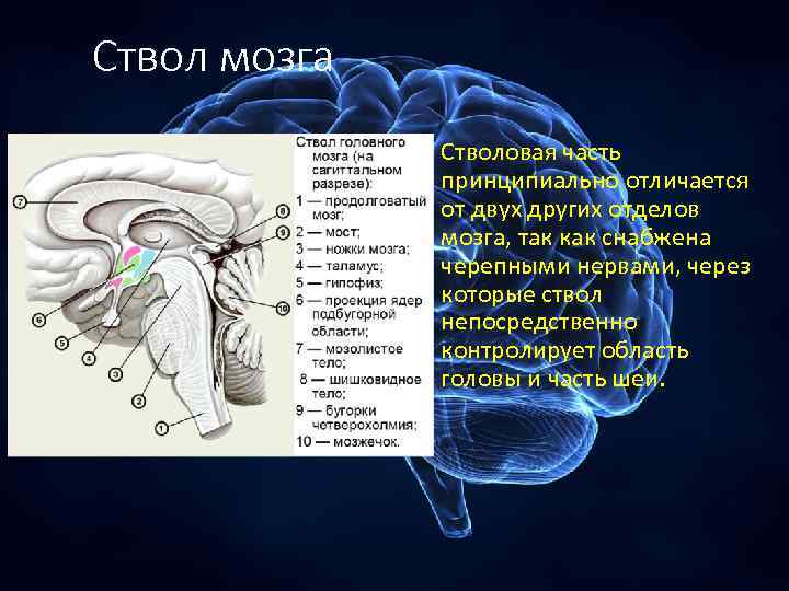 Отделы ствола мозга