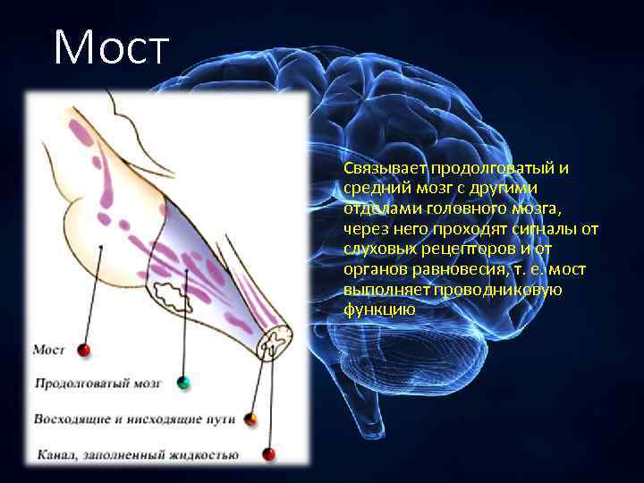 Мозг передается