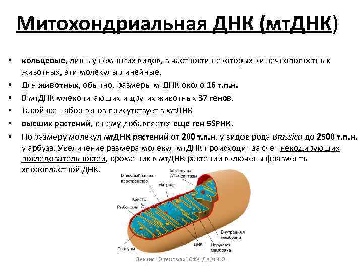 Кольцевая днк. Кольцевая ДНК митохондрий. Кольцевая ДНК У животных. Митохондриальная и хлоропластная ДНК. Кольцевая ДНК характерна для.