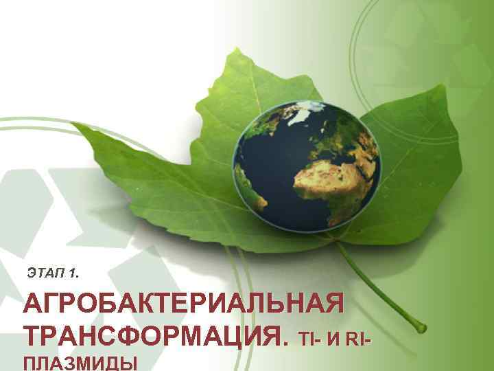 ЭТАП 1. АГРОБАКТЕРИАЛЬНАЯ ТРАНСФОРМАЦИЯ. TI И RI ПЛАЗМИДЫ 