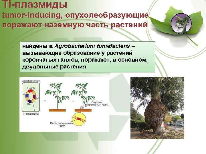 Ti плазмиды tumor inducing, опухолеобразующие поражают наземную часть растений найдены в Agrobacterium tumefaciens –
