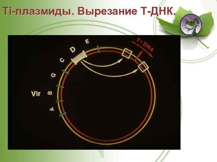 Ti плазмиды. Вырезание Т ДНК. 