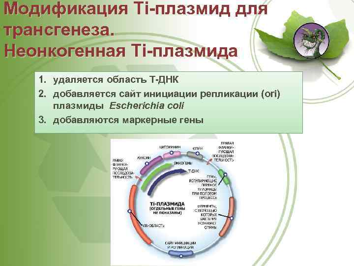 Модификация Ti плазмид для трансгенеза. Неонкогенная Ti плазмида 1. удаляется область Т ДНК 2.