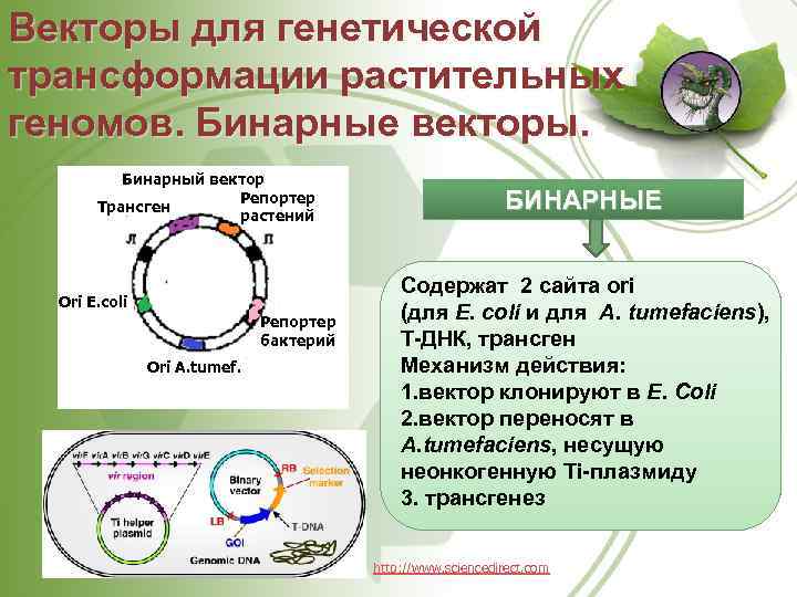 Векторы для генетической трансформации растительных геномов. Бинарные векторы. Бинарный вектор Репортер Трансген растений Ori