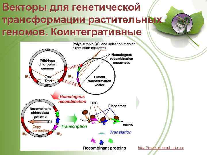Векторы для генетической трансформации растительных геномов. Коинтегративные http: //www. sciencedirect. com 