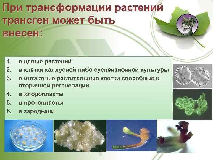 При трансформации растений трансген может быть внесен: 1. 2. 3. 4. 5. 6. в