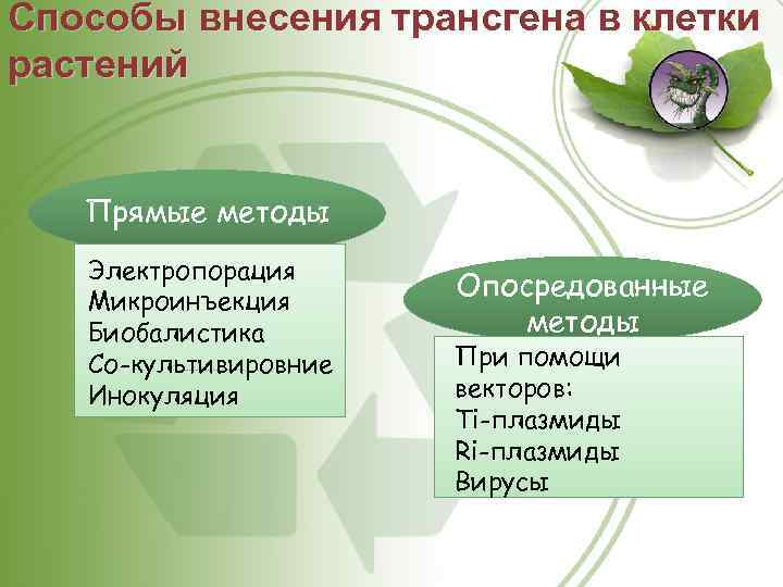 Способы внесения трансгена в клетки растений Прямые методы Электропорация Микроинъекция Биобалистика Со-культивировние Инокуляция Опосредованные