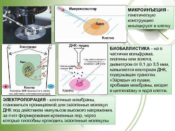 МИКРОИНЪЕЦИЯ генетическую конструкцию инъецируют в клетку http: //www. kkv 5. pisem. net БИОБАЛЛИСТИКА -