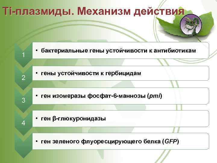Ti плазмиды. Механизм действия 1 2 3 4 • бактериальные гены устойчивости к антибиотикам