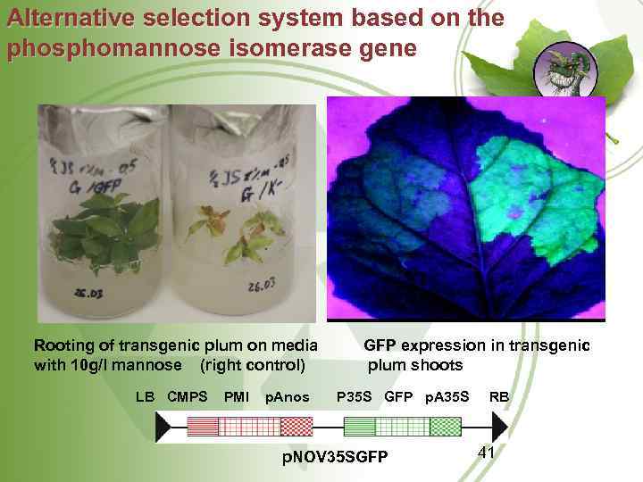 Alternative selection system based on the phosphomannose isomerase gene Rooting of transgenic plum on