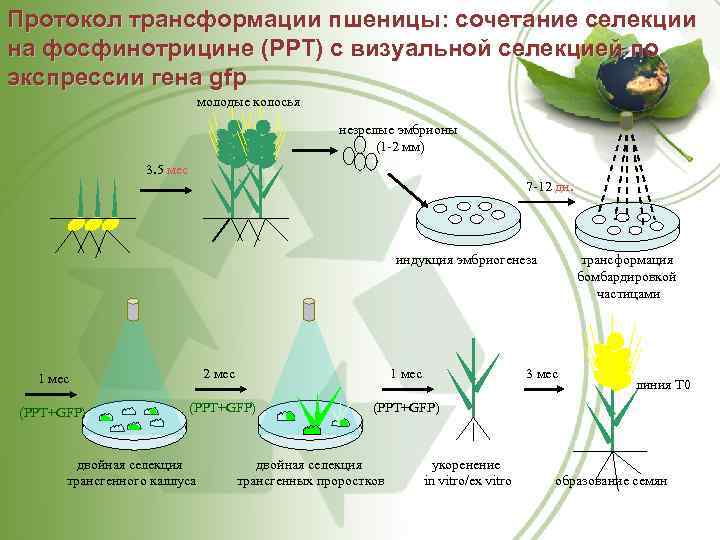 Протокол трансформации пшеницы: сочетание селекции на фосфинотрицине (РРТ) с визуальной селекцией по экспрессии гена