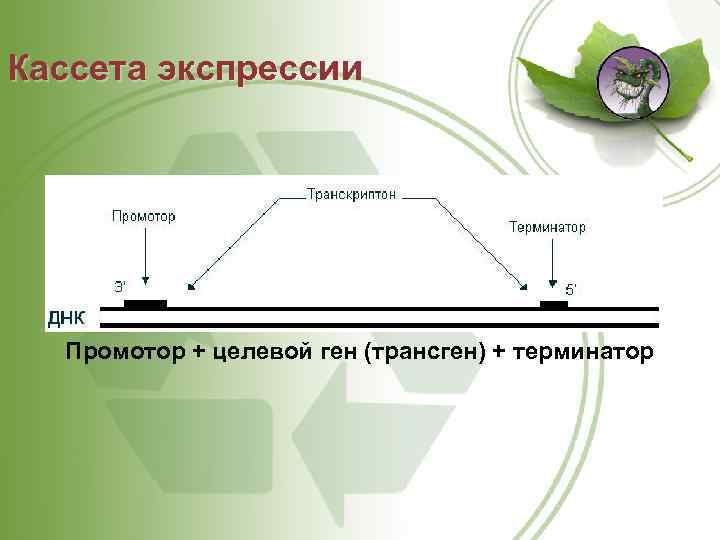 Кассета экспрессии Промотор + целевой ген (трансген) + терминатор 