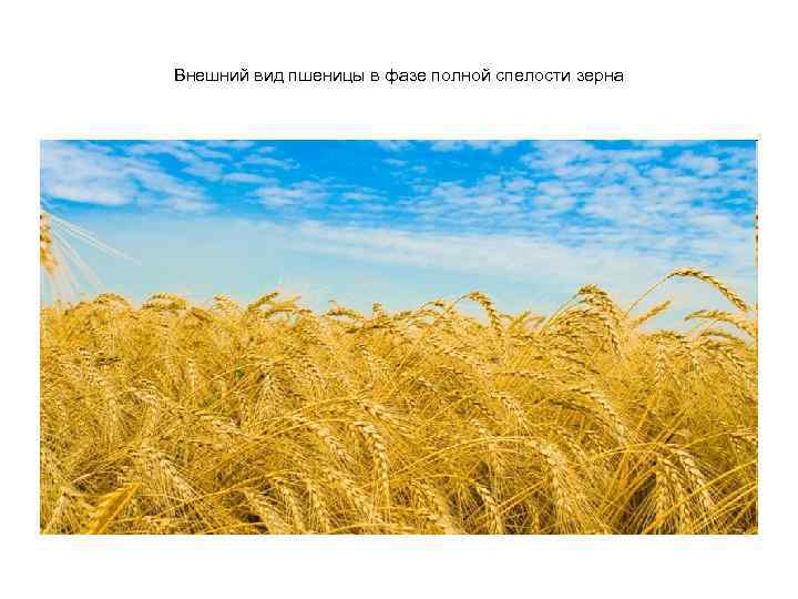 Внешний вид пшеницы в фазе полной спелости зерна 