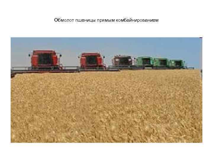 Обмолот пшеницы прямым комбайнированием 