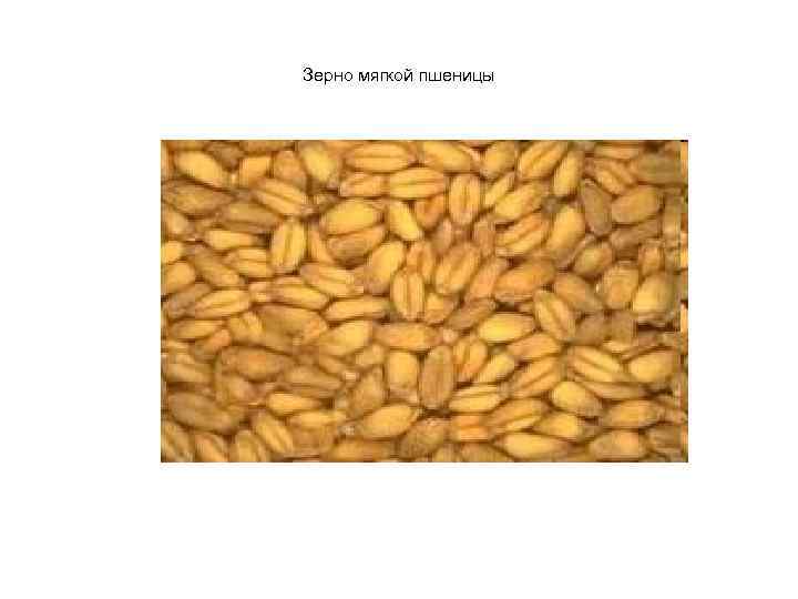 Зерно мягкой пшеницы 