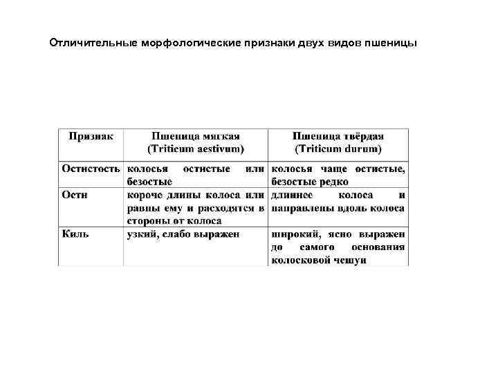 Отличительные морфологические признаки двух видов пшеницы 