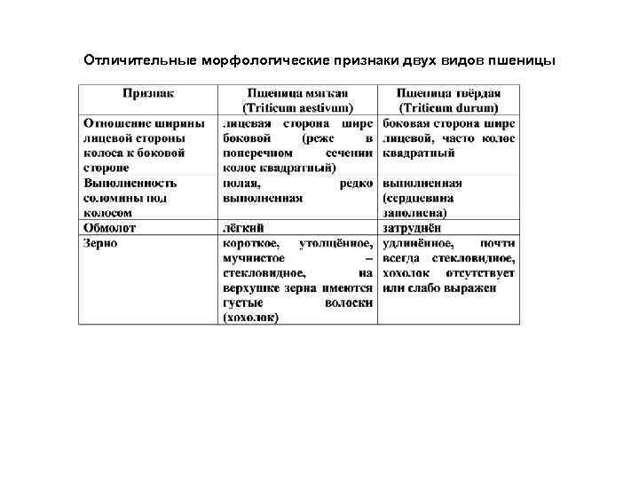 Отличительные морфологические признаки двух видов пшеницы 
