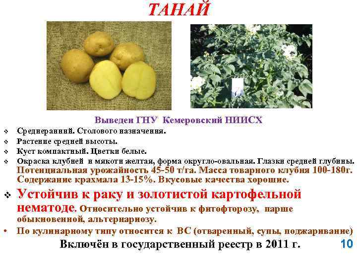 ТАНАЙ Выведен ГНУ Кемеровский НИИСХ v v v Среднеранний. Столового назначения. Растение средней высоты.