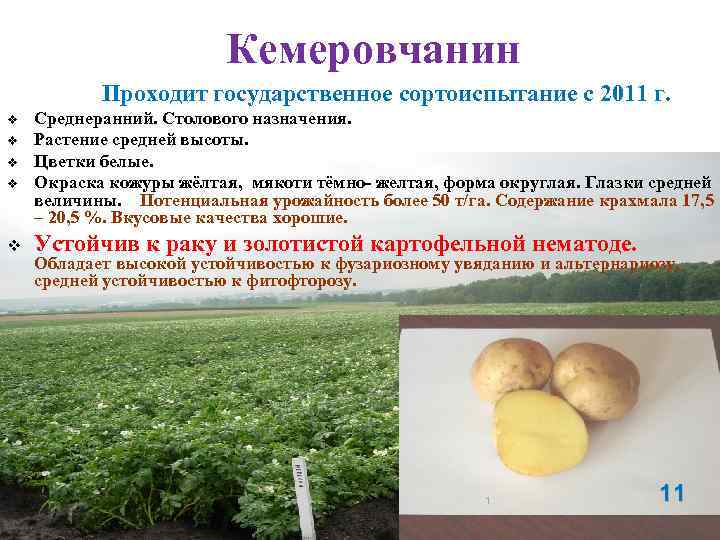 Кемеровчанин Проходит государственное сортоиспытание с 2011 г. v v v Среднеранний. Столового назначения. Растение