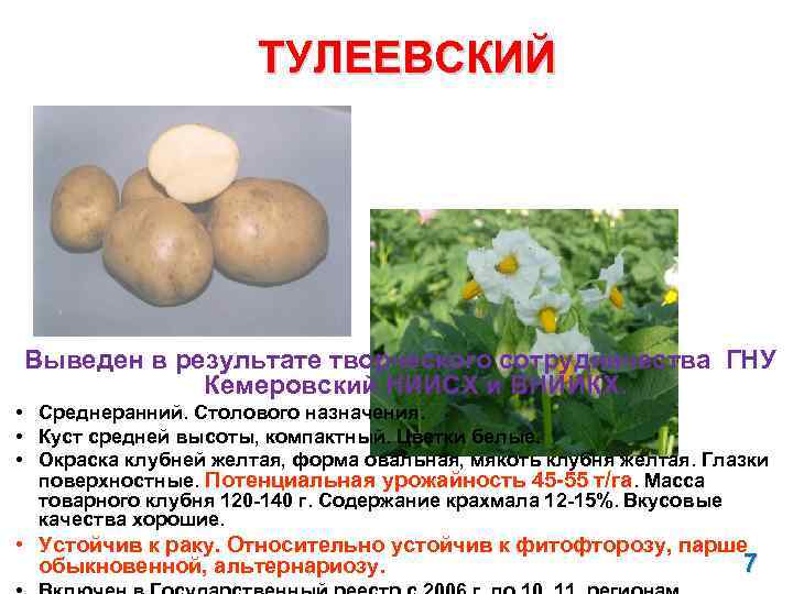 ТУЛЕЕВСКИЙ Выведен в результате творческого сотрудничества ГНУ Кемеровский НИИСХ и ВНИИКХ. • Среднеранний. Столового