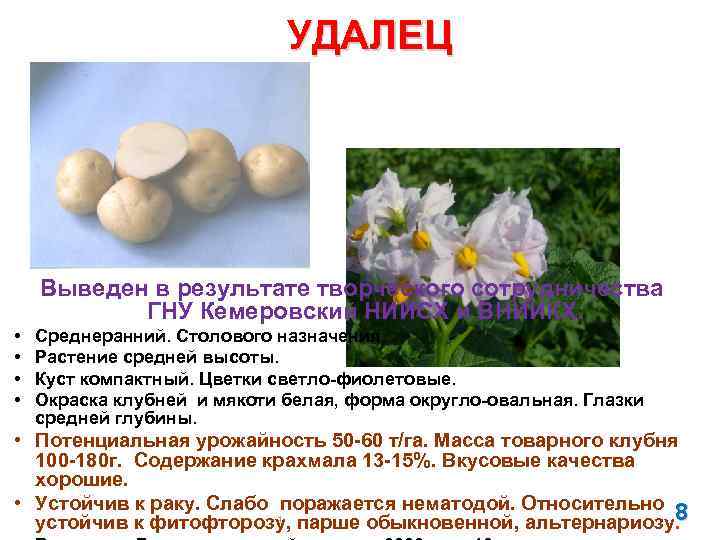 УДАЛЕЦ Выведен в результате творческого сотрудничества ГНУ Кемеровский НИИСХ и ВНИИКХ. • • Среднеранний.