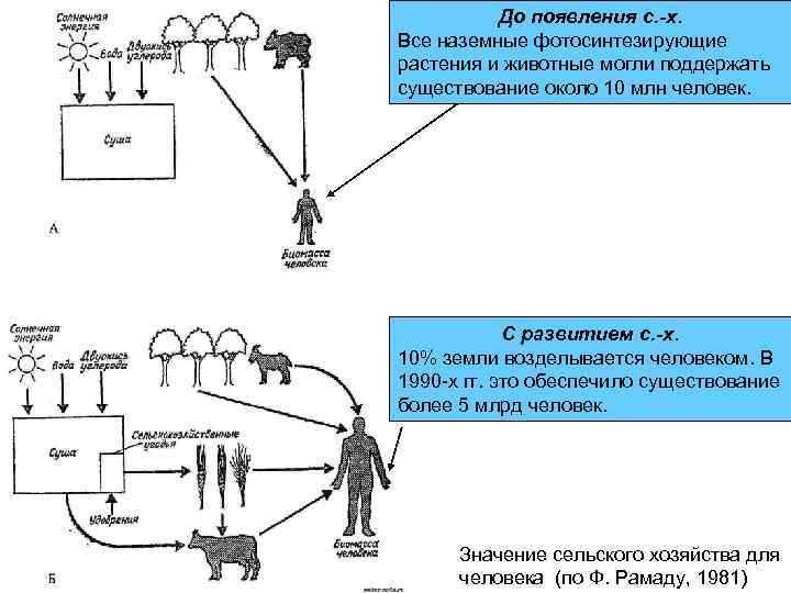 До появления с. -х. Все наземные фотосинтезирующие растения и животные могли поддержать существование около