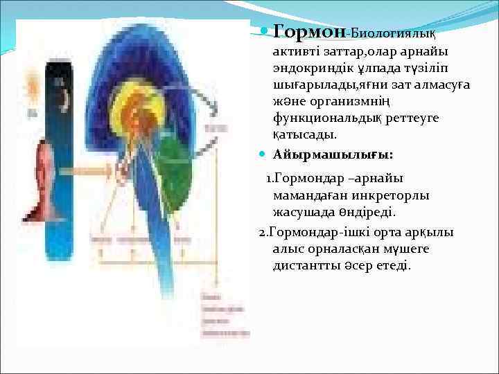  Гормон-Биологиялық активті заттар, олар арнайы эндокриндік ұлпада түзіліп шығарылады, яғни зат алмасуға және
