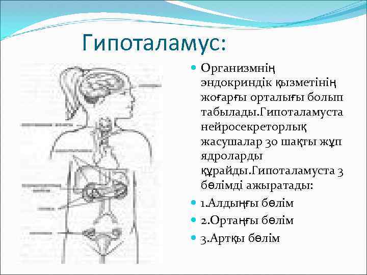 Гипоталамус: Организмнің эндокриндік қызметінің жоғарғы орталығы болып табылады. Гипоталамуста нейросекреторлық жасушалар 30 шақты жұп
