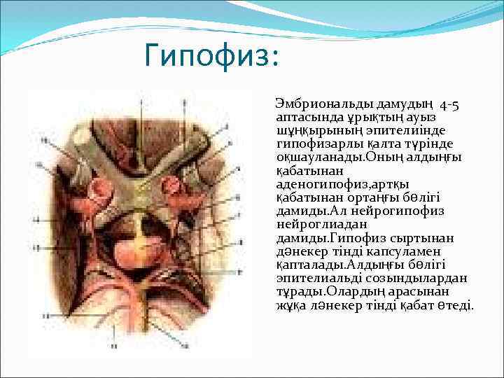 Гипофиз: Эмбриональды дамудың 4 -5 аптасында ұрықтың ауыз шұңқырының эпителиінде гипофизарлы қалта түрінде оқшауланады.