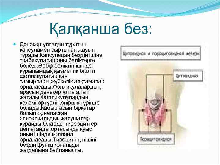 Қалқанша без: Дәнекер ұлпадан тұратын капсуламен сыртынан жауып тұрады. Капсуладан бездің ішіне трабекулалар оны