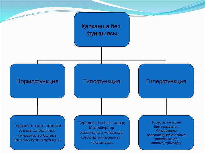 Қалқанша без функциясы Нормофункция Гиперфункция Тироциттің пішіні текшелі Апикальді бөлігінде микробүрлер болады. Коллоид тұтқыр